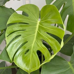 Meet your Posher, Caroline